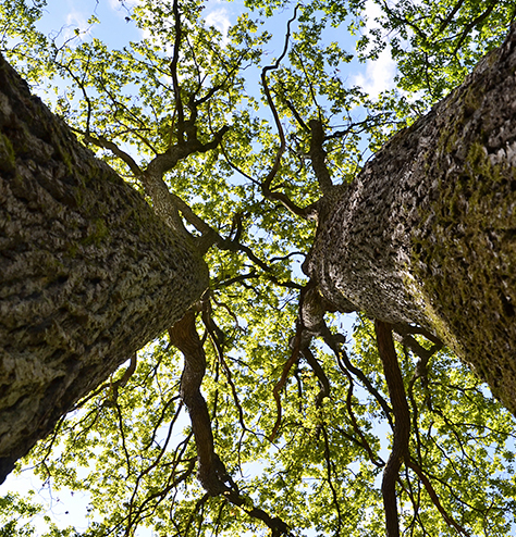 Klima | Træer for Klimaet | Naturplant