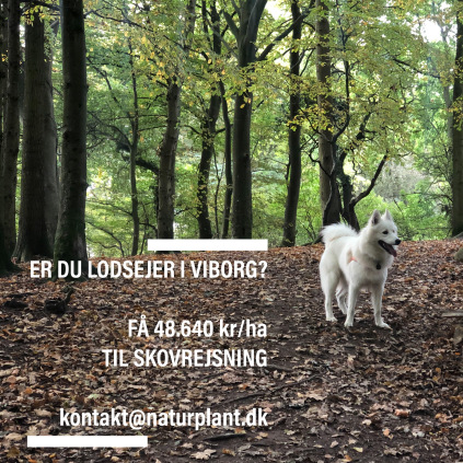 lodsejer, Viborg, skov, plant skov, skovrejsning, tilskud til skov