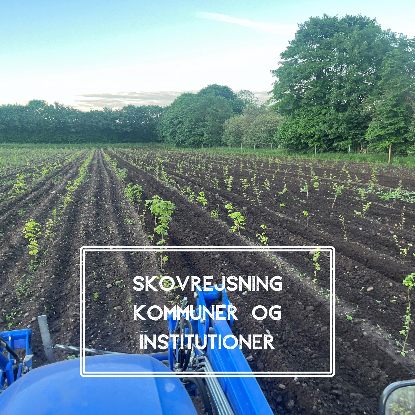 Naturplant skaber skov sammen med kommuner og institutioner i Danmark