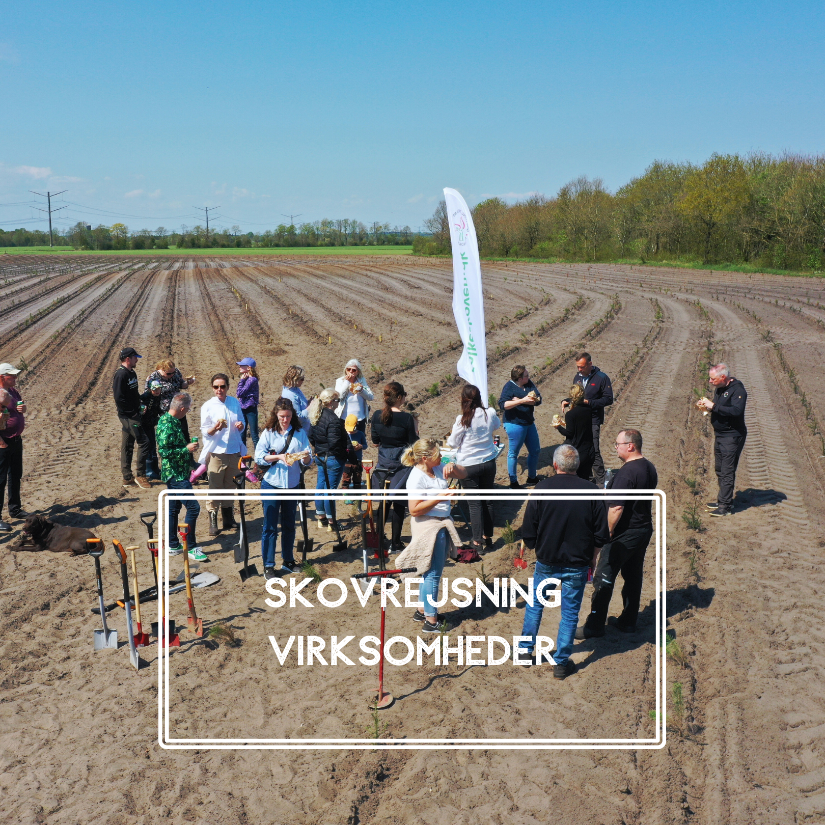 Naturplant skaber nye skov i Danmark sammen med bæredygtige virksomheder. 