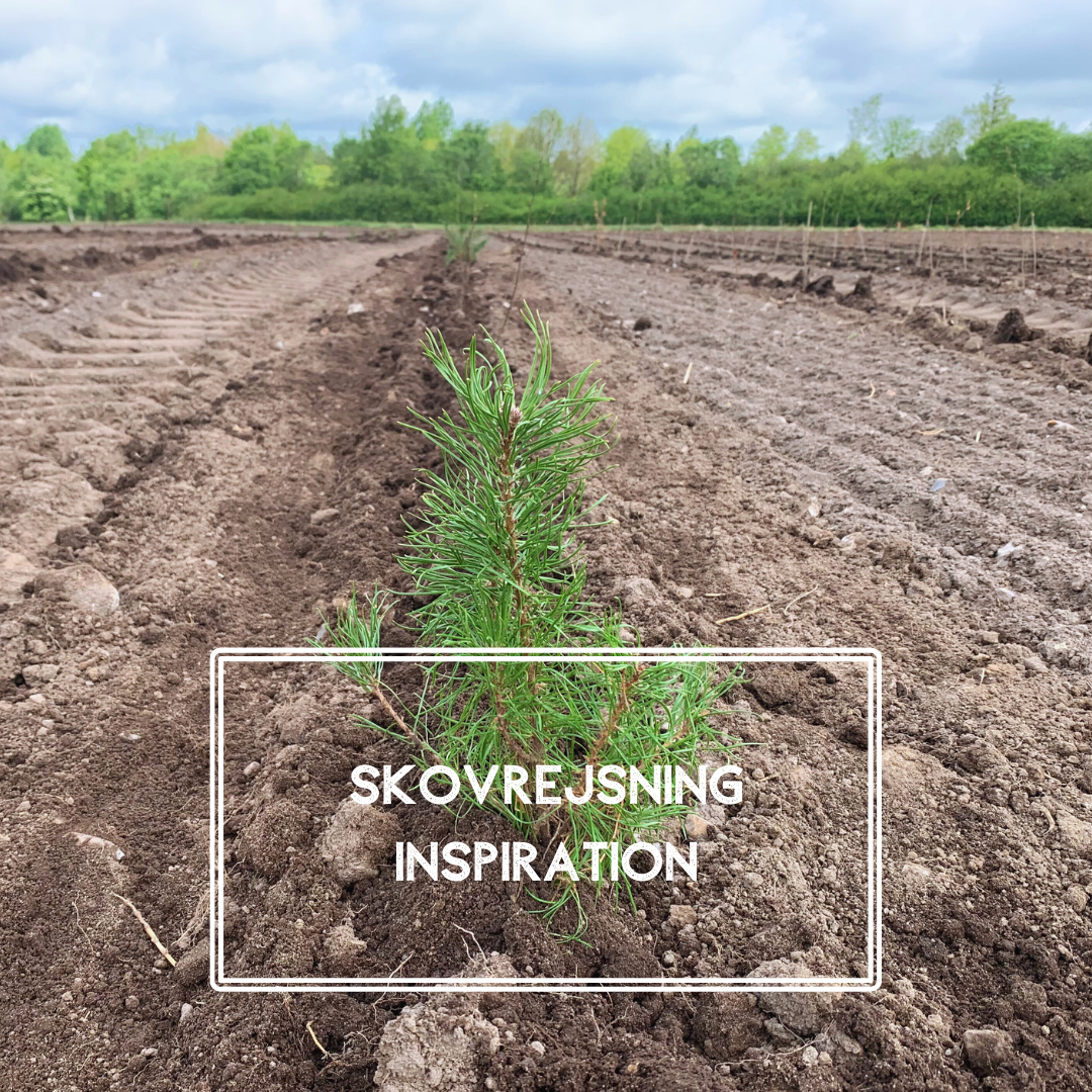 Bliv inspireret af Naturplants skovrejsningsprojekter